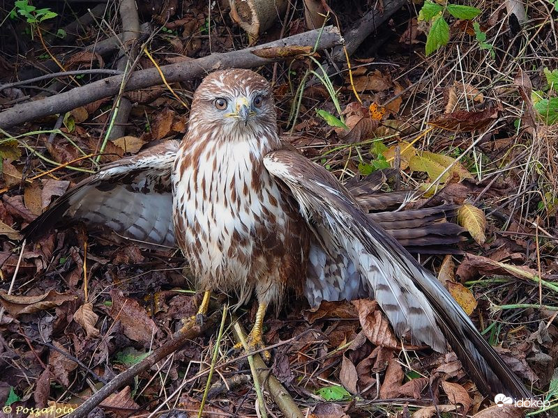 Sebesült fiatal egerészölyv