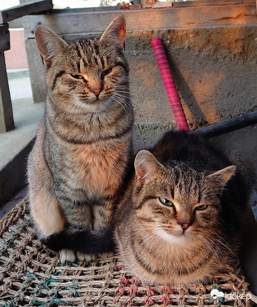 A reggeli nap első sugarai a kis kópékon 