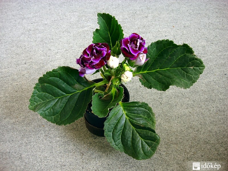 Gloxinia