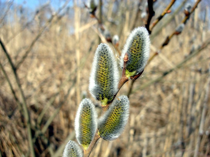 Közeleg a tavasz. 2008.02.24.