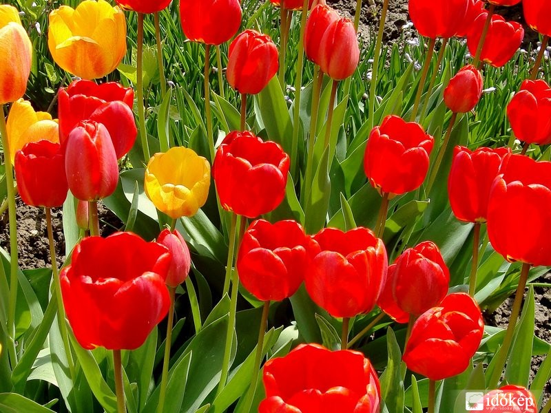 Tulipánok