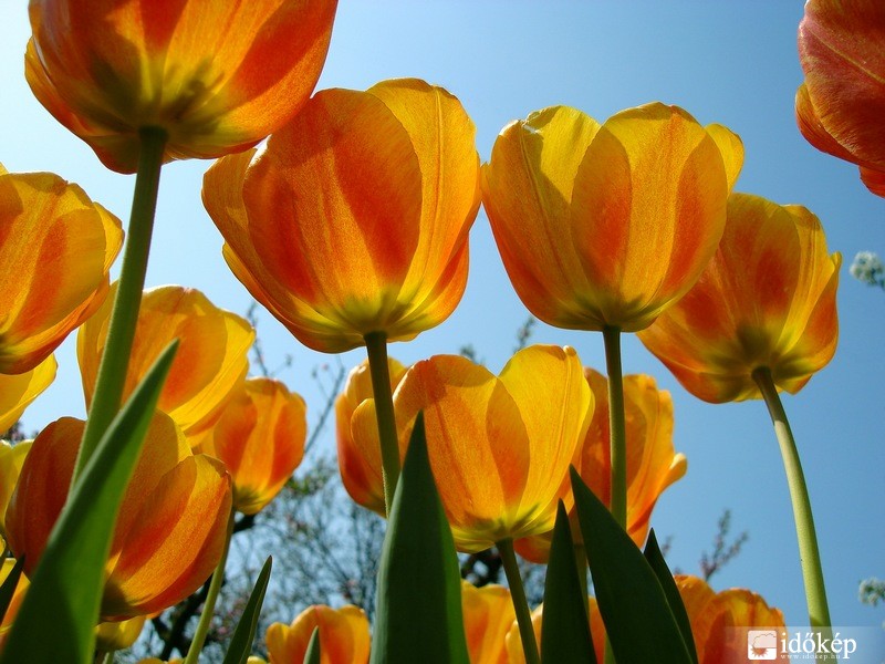 Sárga tulipánok