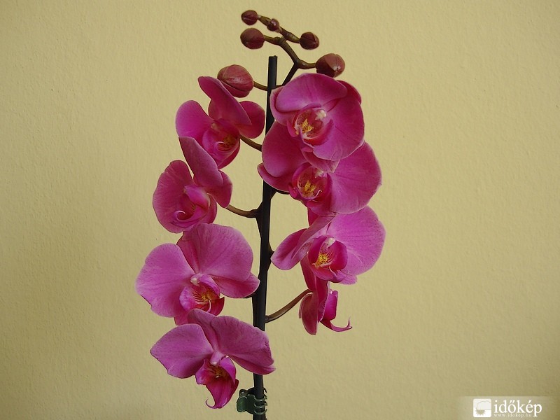 Orchidea
