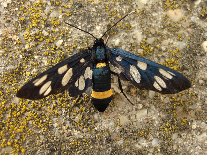 Lepke