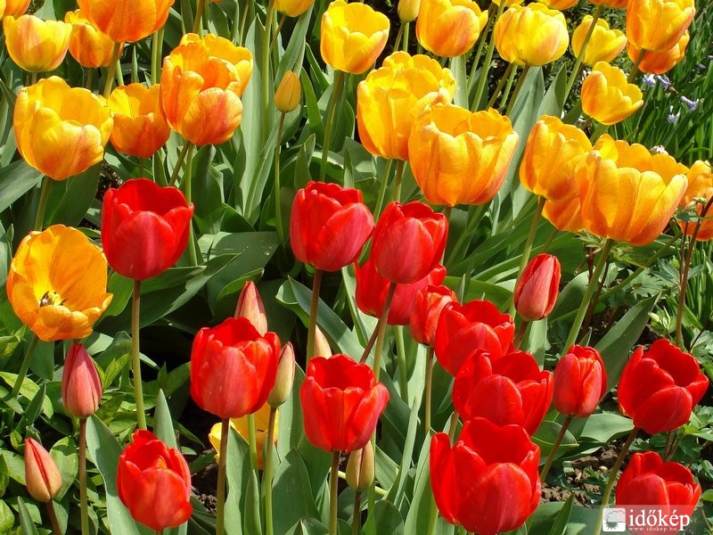 Tulipánok
