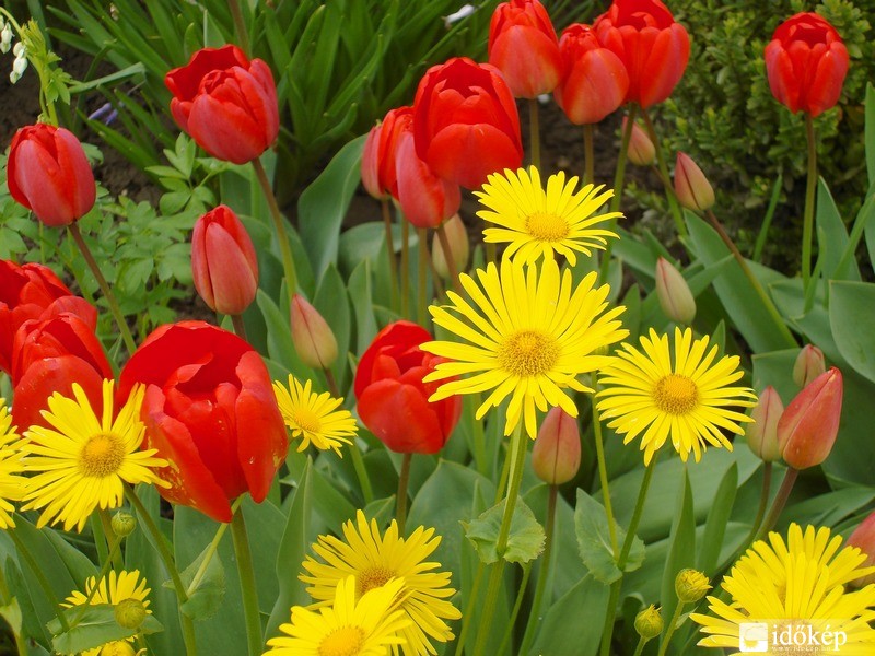Tulipánok