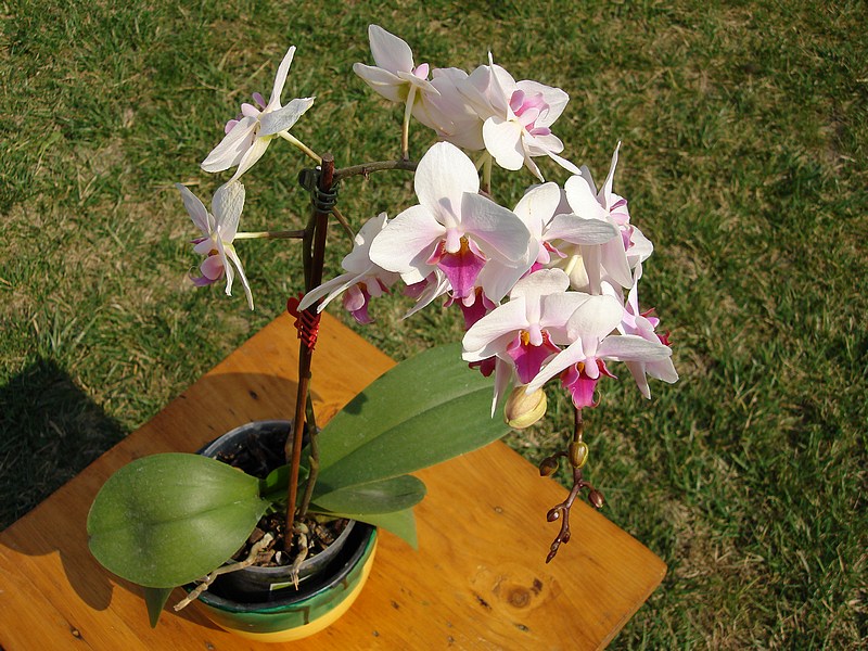 Orchidea
