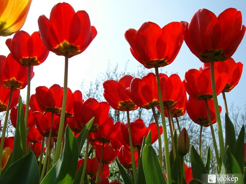 Piros tulipánok