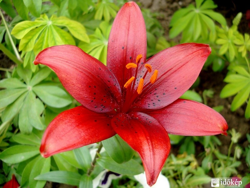 Liliom
