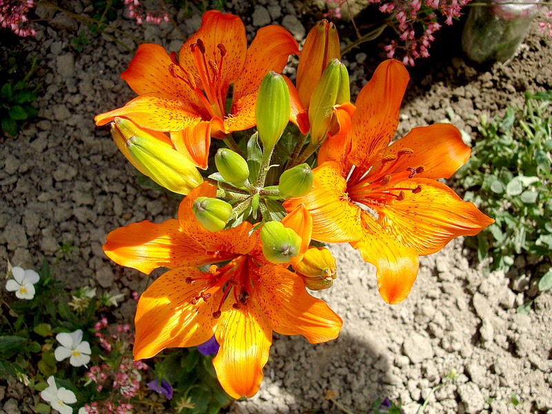 Liliom