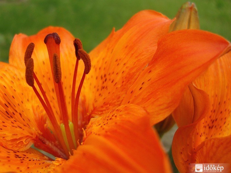 Liliom