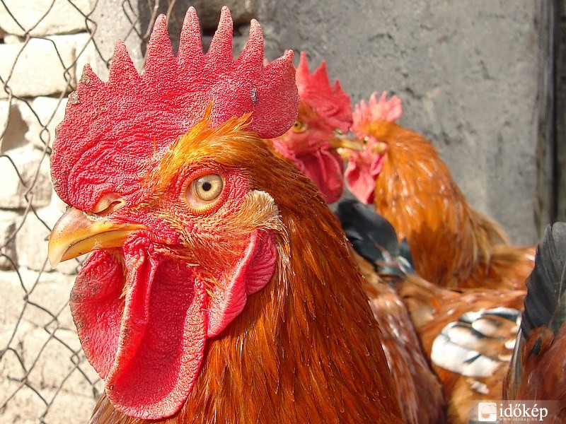 Kakas
