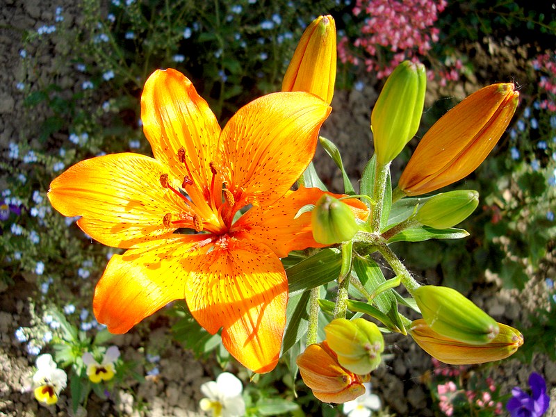 Liliom