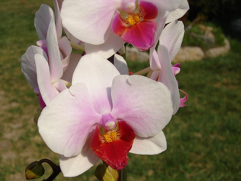 Orchidea 2