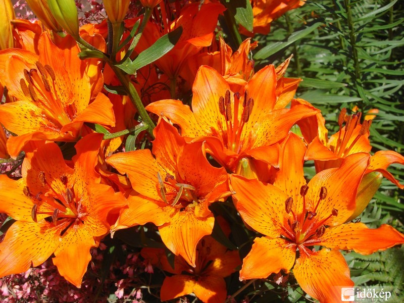 Liliomok