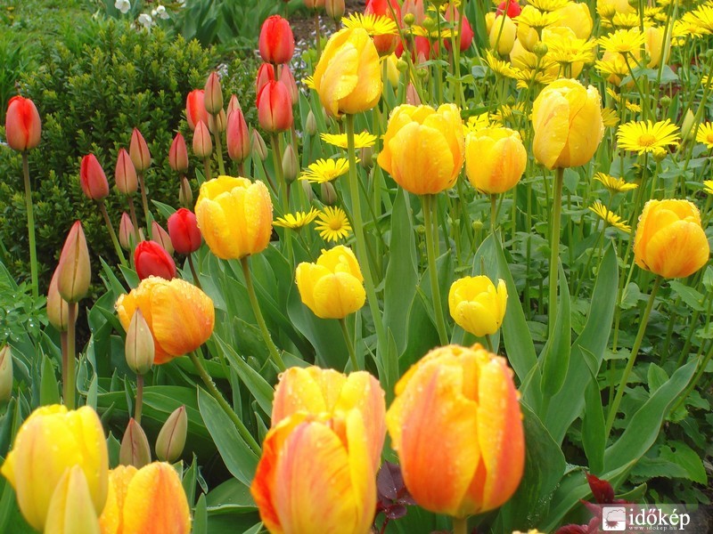 Tulipánok