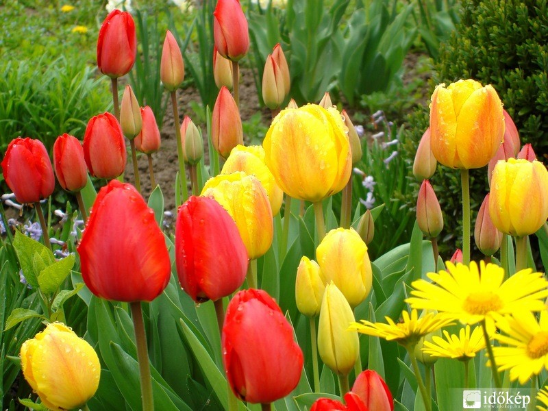 Tulipánok