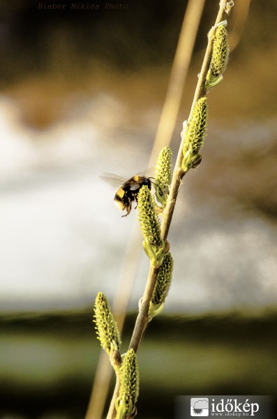 Piros, fehér, zöld
