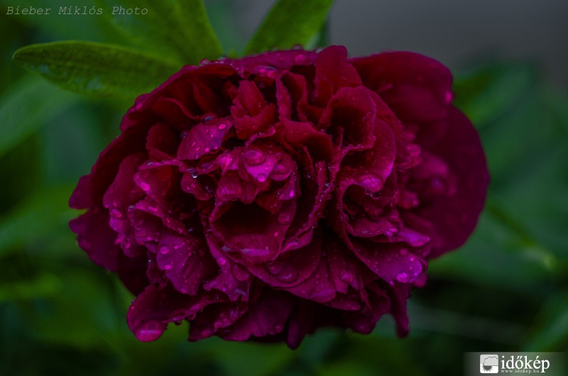 Eső utáni pünkösdi rózsa