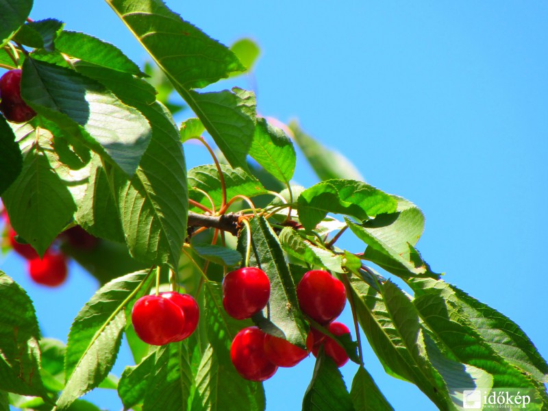 Nyári ropogós és édes