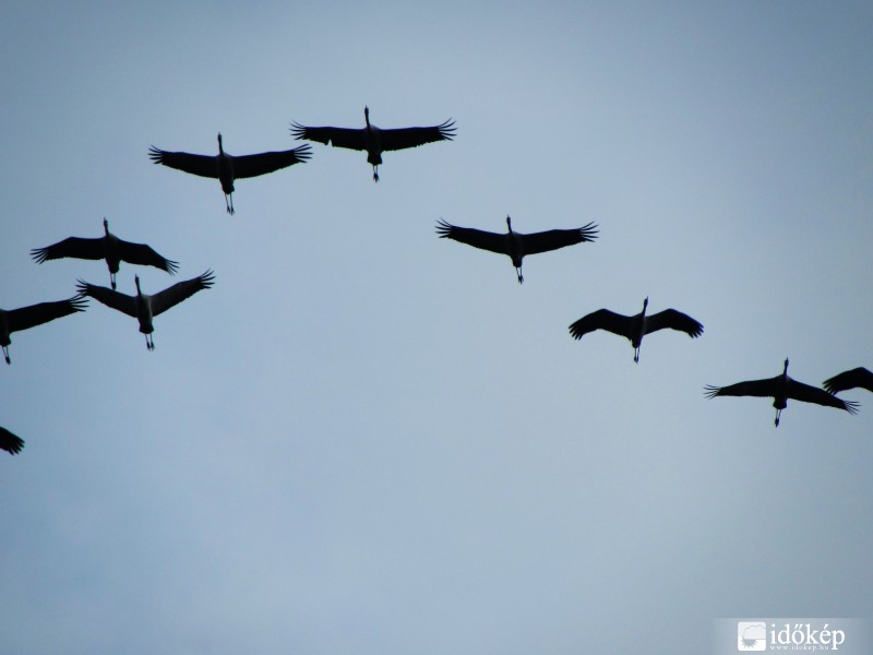 Darvaktól hangos az ég