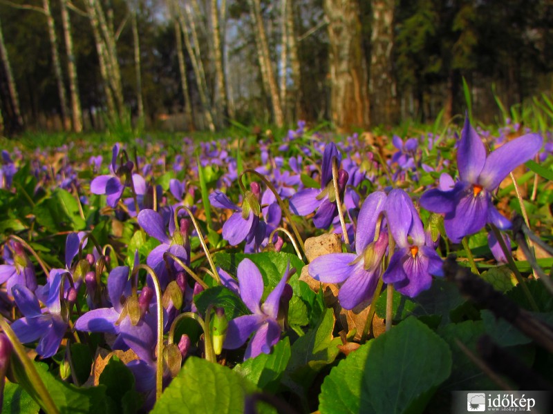 Ibolyaszőnyegen