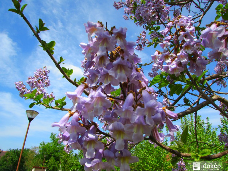 Virágoznak a császárfák