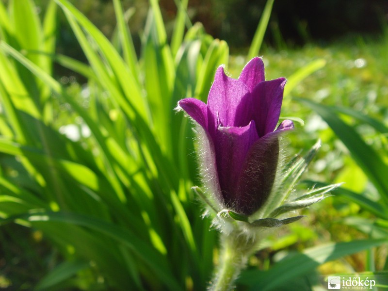 Kökörcsin lilában