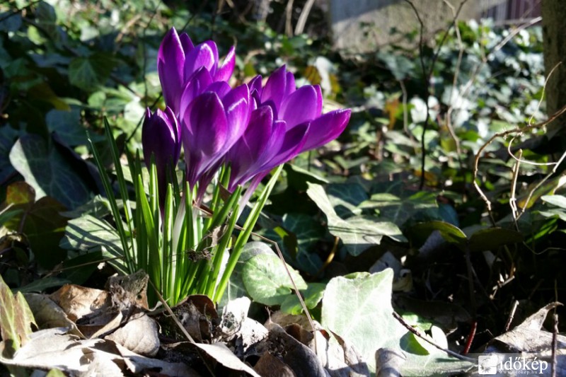 Tavasz hírnöke - 2015.03.06.