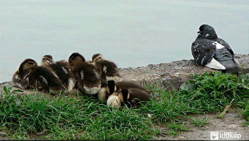 babysitter