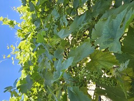 Jászberény