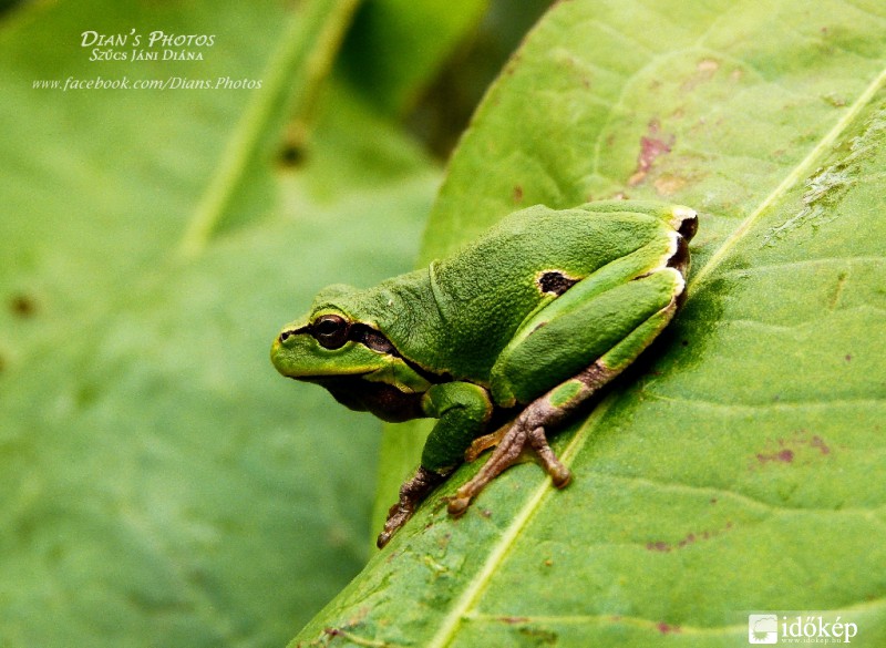 A 'rejtőzködő'...