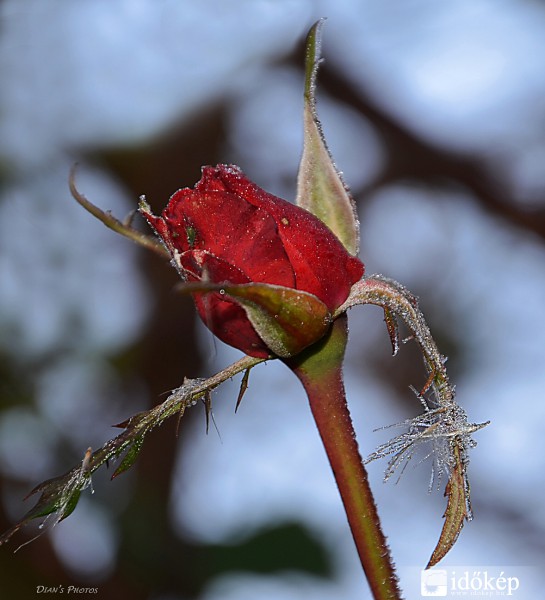 Egy januári "túlélő"..