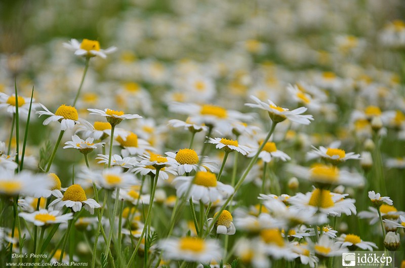 Napsütéses, tavaszköszöntő :)