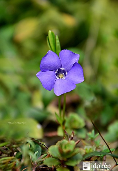 Az első kis meténg..