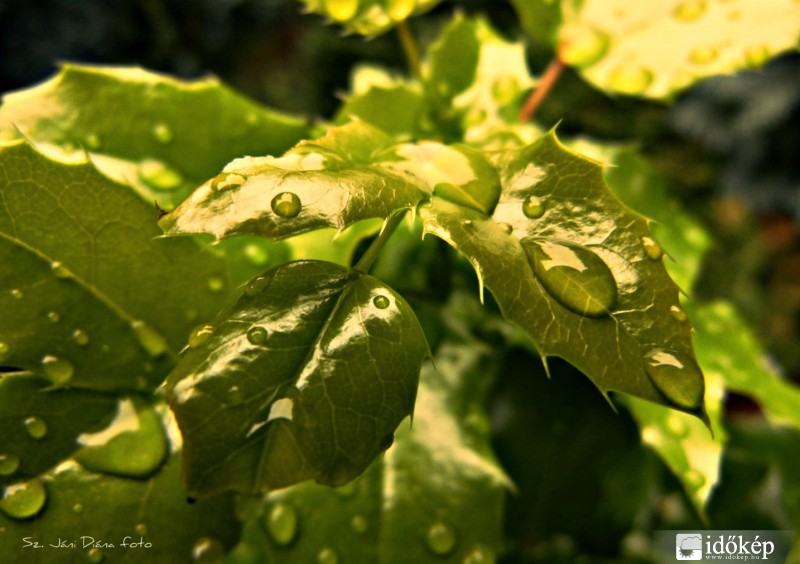 Eső után..
