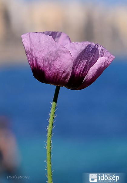 Lila pipacs, vagy mákvirág..??