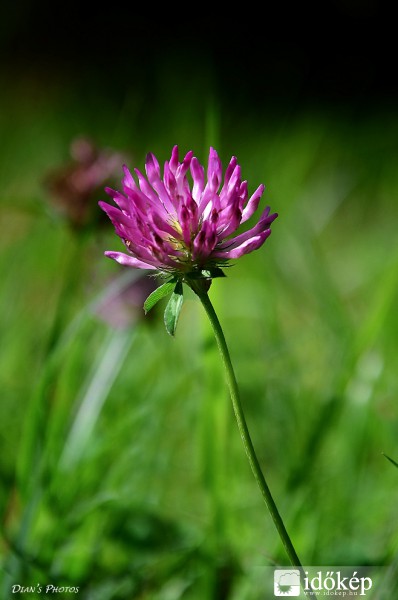 Ki tudja milyen virág..? :)