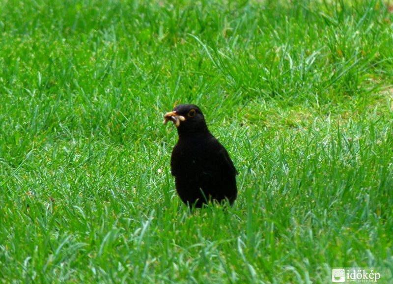 a "zsákmánnyal" ..