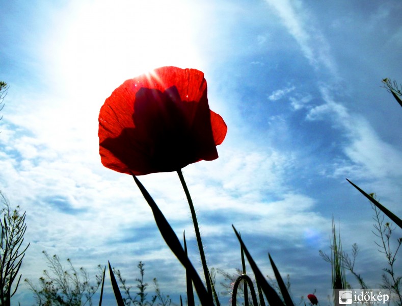 pipacs a tavaszi napsütésben...