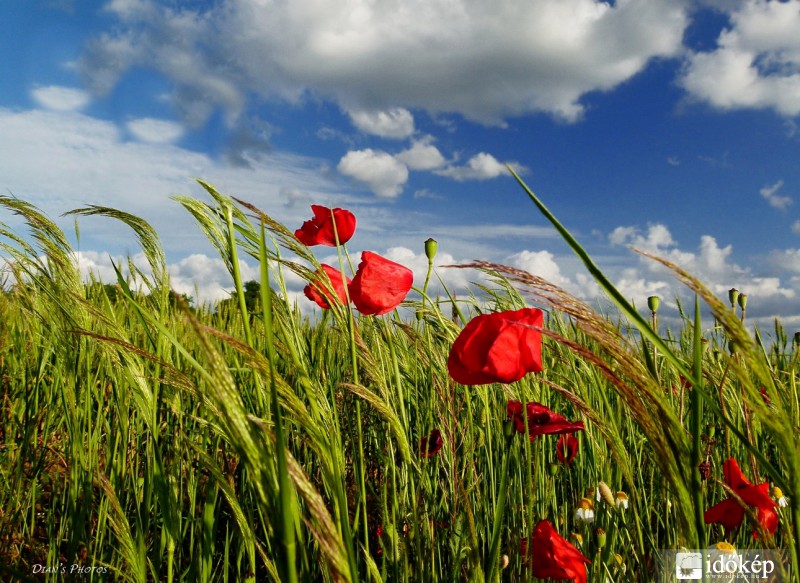 Nyárköszöntő pipacsos.