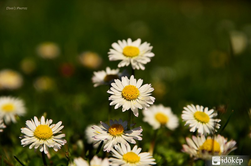 Százszorszép csokor :)