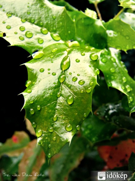 Eső után..