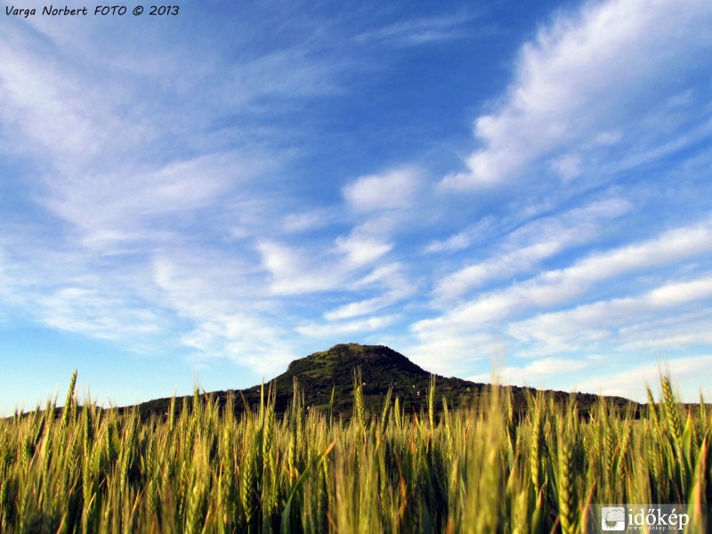 Milyen termés várható idén?