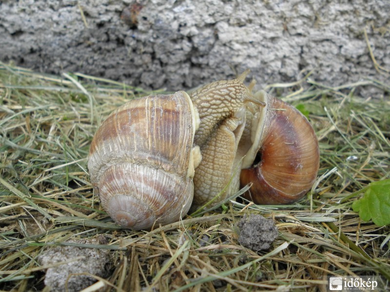Eső utáni romantika :)