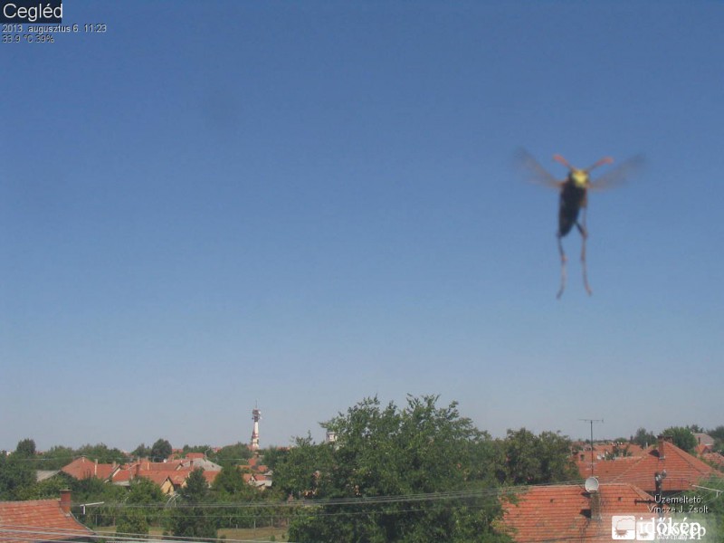 Cegléd