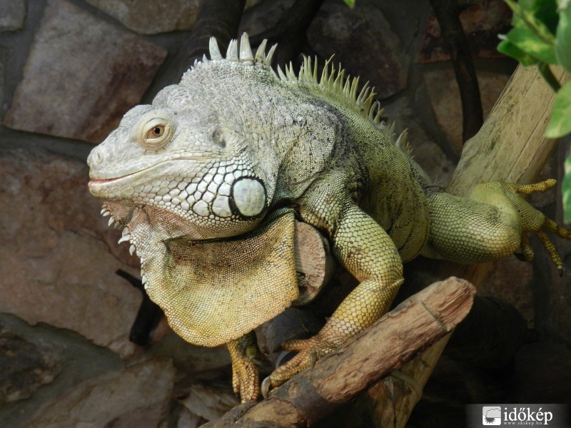 Leguan