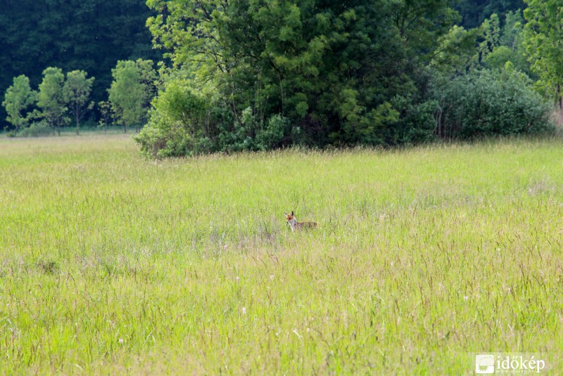 Fox