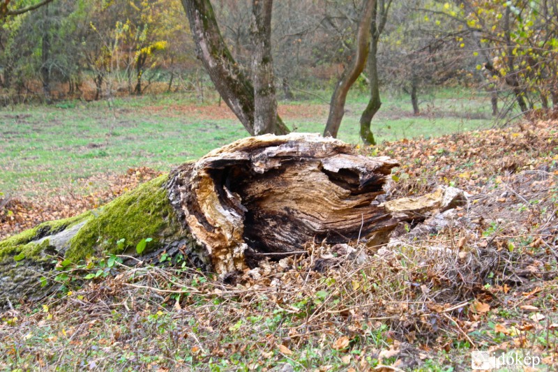 Fekvő ororszlán