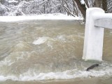 Tőserdő 2013.03.30.